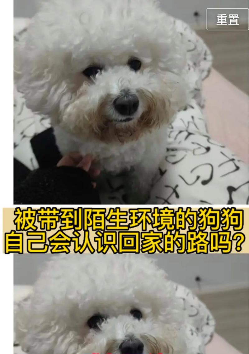 小狗摄像头如何通过手机进行控制？