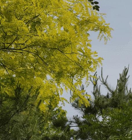 如何拍摄出生动的实况动态效果（掌握动态摄影技巧）